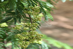 Caesalpinia coriaria